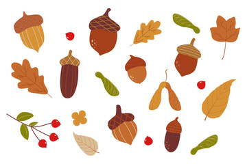 Autumn acorn and leaf collection on white background. Botanical set of colorful forest oak leaves acorns and red berries © Iryna Duda