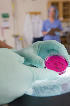 Scientist analyzing positive bacterial colonies in a sample