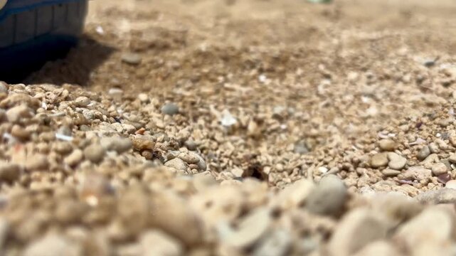 Ant pushing a large food chunk up a pebble mound, macro close-up of insect strength and persistence