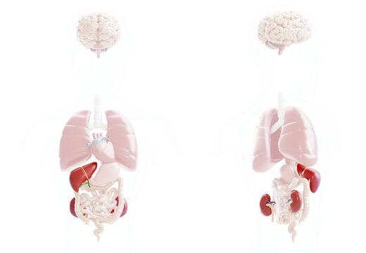 3d hepatitis and liver cirrhosis - human body internal organs anatomy model with acute kidney injury, front and back view on blue medical bg. Hepatorenal syndrome, disease treatment