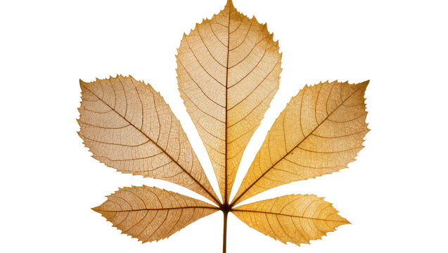 Dried Horse Chestnut Leaf Veins Macro