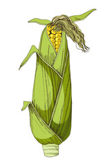 Obraz premium Corn cob hand drawn vector illustration