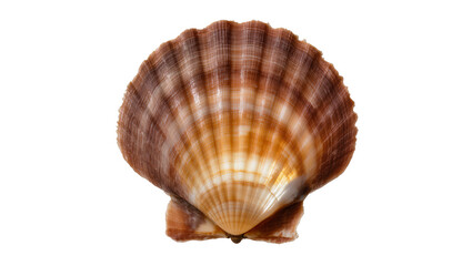 Obraz premium Scallop Shell with Brown and Orange Ribbed Texture