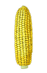 Obraz premium Corn cob hand drawn vector illustration