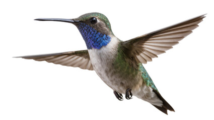 Obraz premium Hummingbird with blue throat and green feathers in flight