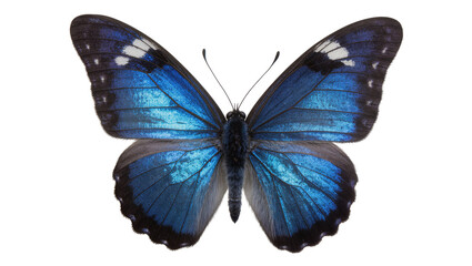 Blue Morpho Butterfly with Iridescent Wings © Sophia