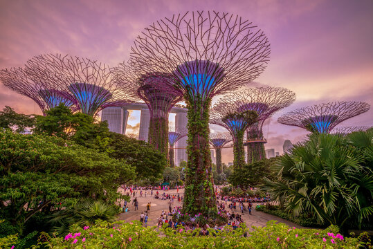 August 11, 2018: Supertree grove at marina bay garden in singapore, were conceived and designed by Grant Associates. Each supertree has its own planted character and specific environmental function.
