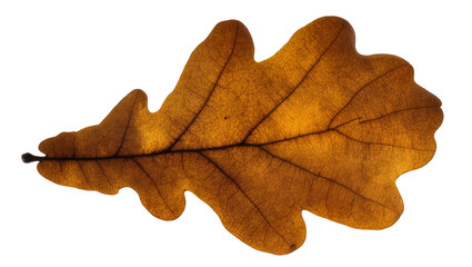 Fototapeta premium Autumn oak leaf with visible veins and lobes