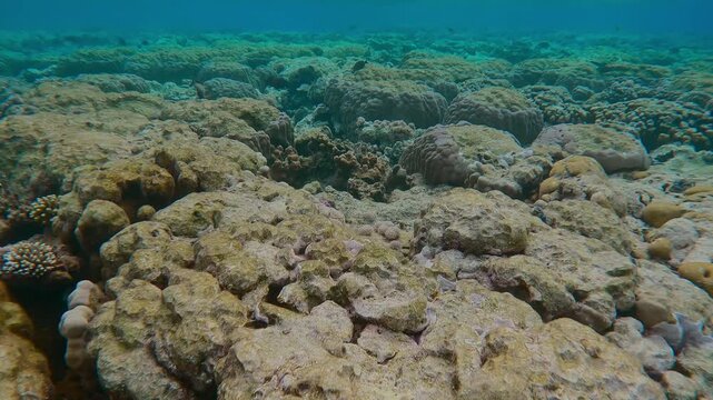 Flat-top on shallow coral reef with multiple tooth marks from coral-eating Parrotfish