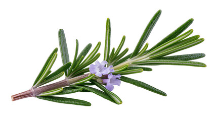 Fototapeta premium Rosemary sprig with small purple flowers and green needles