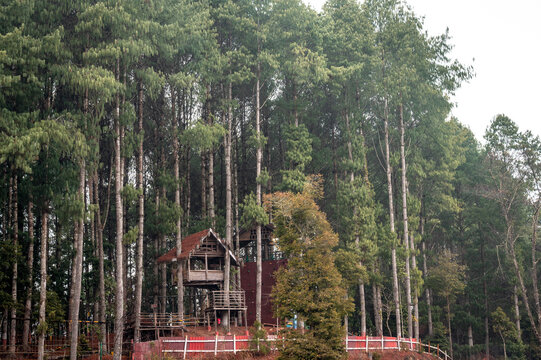 Scenic Pine Forest and Eco Tourism Park near Seeh Lake in Biirii, Ziro Valley, Arunachal Pradesh, India
