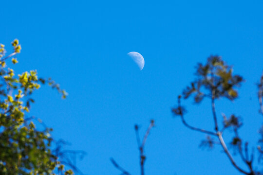 Half moon in a clear blue daytime sky, framed by soft-focus spring tree foliage in the lower corners, contextual and naturalistic composition