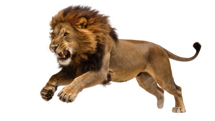 Lion running with open mouth and bared teeth © Lukas