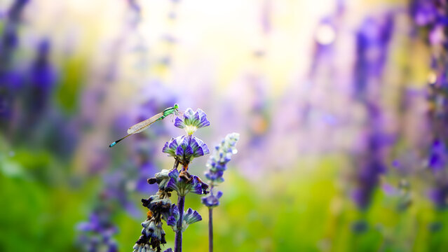 Damselfly perched on purple salvia flowers in the summer garden.