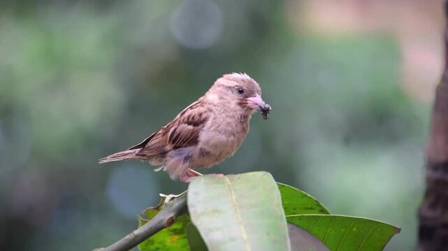 A close-up video of a house sparrow sitting on a twig with a beak full of food.