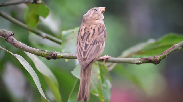 A close-up video of a house sparrow sitting on a twig with a beak full of food.