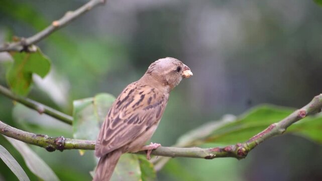 A close-up video of a house sparrow sitting on a twig with a beak full of food.