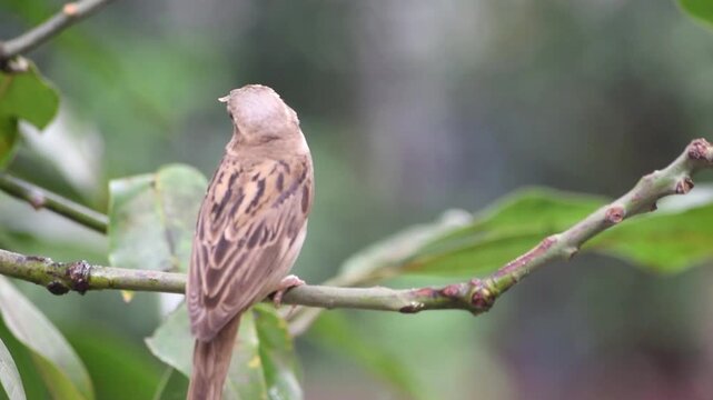 A close-up video of a house sparrow sitting on a twig with a beak full of food.