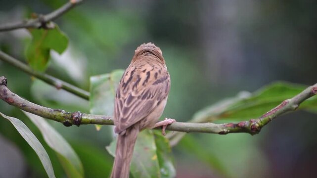 A close-up video of a house sparrow sitting on a twig with a beak full of food.