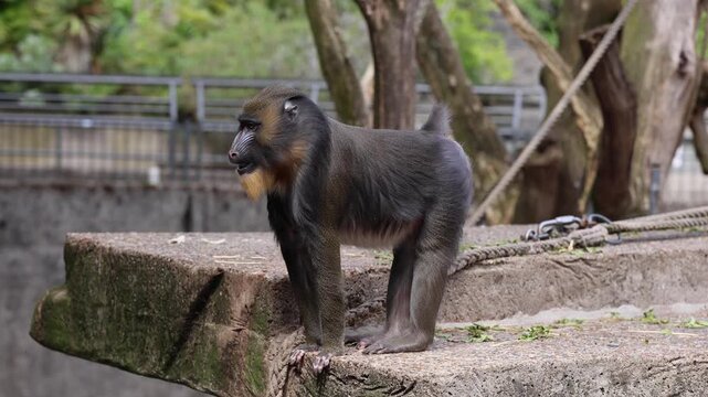 Close-up video of a mandrill standing on the edge of a rock while chewing and looking around. The large primate shows natural animal behavior in a zoo-like outdoor enclosure.