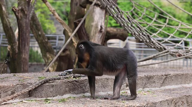 Video of a mandrill walking through a natural-looking zoo enclosure while looking around. Large primate with dark fur, colorful face and beard, surrounded by trees, ropes and outdoor habitat elements.