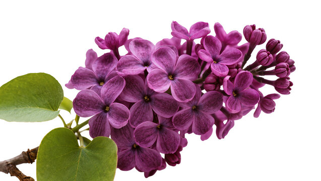 Purple lilac flowers with green leaves on branch