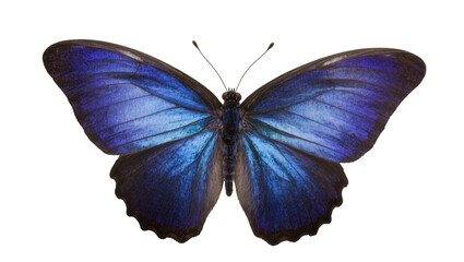 Blue Morpho butterfly with iridescent wings © Emma