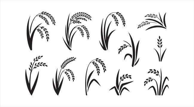 Minimalist rice plant icon set with paddy grain symbols, agricultural crop elements and botanical vector silhouettes