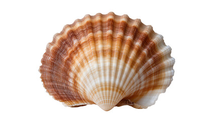Obraz premium Scallop seashell with brown and white stripes