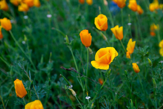 A field of california poppies with bright orange and yellow blossoms opening in green grass.