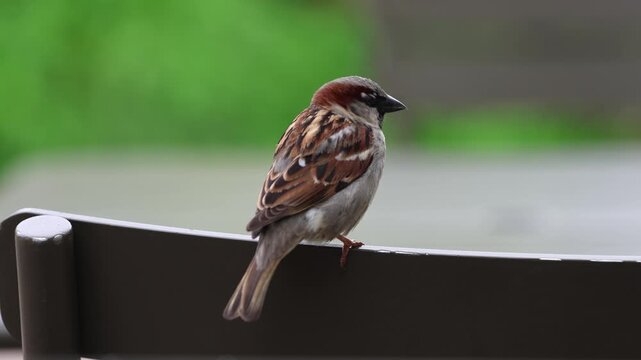 Close-up video of a small house sparrow sitting on the backrest of a chair and looking around. The bird is perched calmly with a soft green blurred background, showing natural urban wildlife behavior.