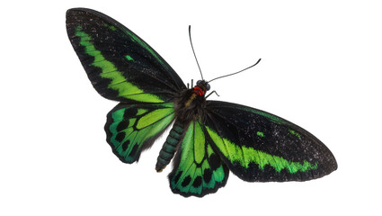 Black and green butterfly with red head and segmented body © Emma