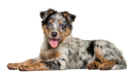 Merle Australian Shepherd puppy lying down with blue eyes and pink tongue © Lukas