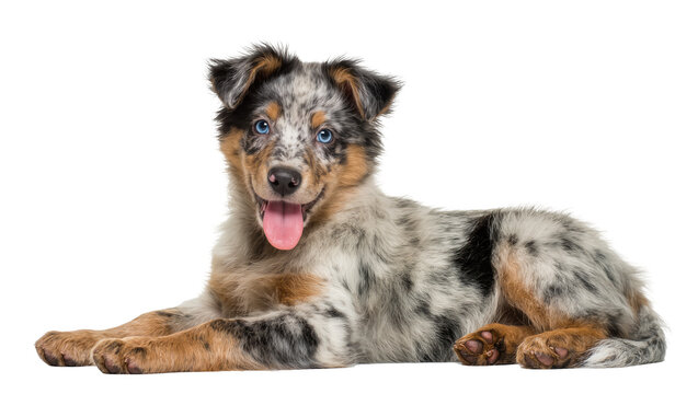 Merle Australian Shepherd puppy lying down with blue eyes and pink tongue