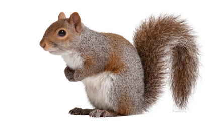 Eastern gray squirrel with bushy tail sitting upright © Emma