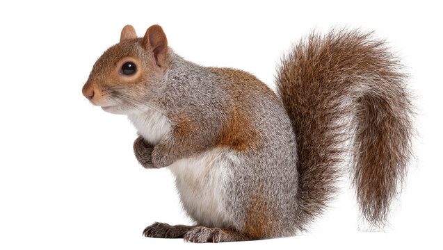 Eastern gray squirrel with bushy tail sitting upright
