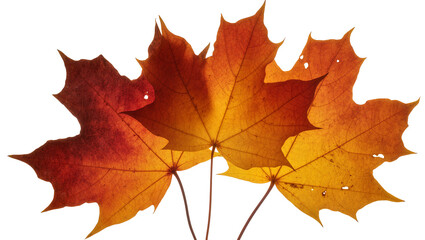 Fototapeta premium Autumn Maple Leaves in Red Orange, and Yellow Hues