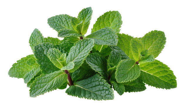 Fresh green mint leaves sprigs
