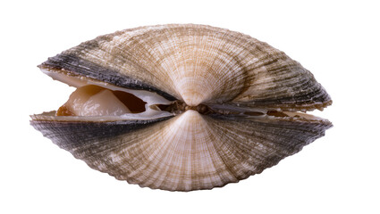 Open clam with visible flesh and textured shell © Emma