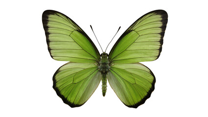 Green butterfly with black wing edges and visible veins © Lukas