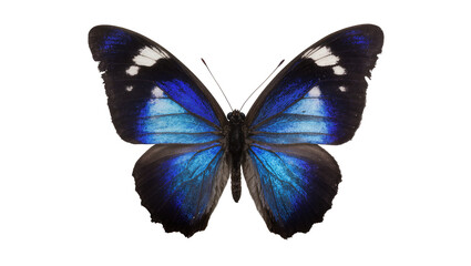 Blue Morpho Butterfly with Iridescent Wings © Lukas
