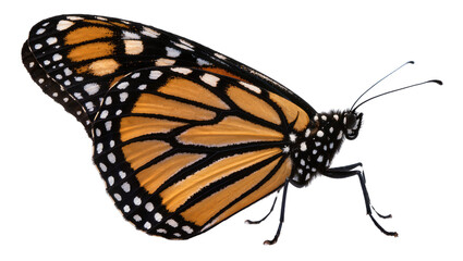 Monarch butterfly with orange black, and white wings © Emma
