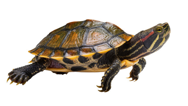 Red-eared slider turtle with patterned shell and yellow stripes on head