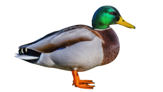 Mallard duck male with green head and orange feet