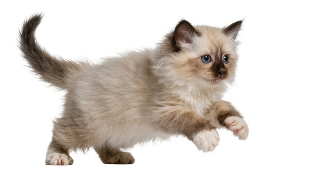 Fluffy Ragdoll kitten with blue eyes jumping