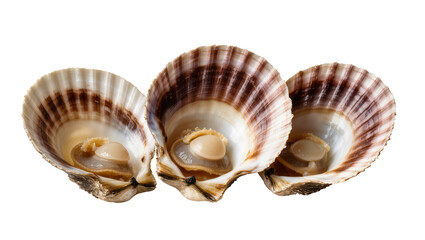 Three fresh scallops in shells with visible adductor muscle © Emma