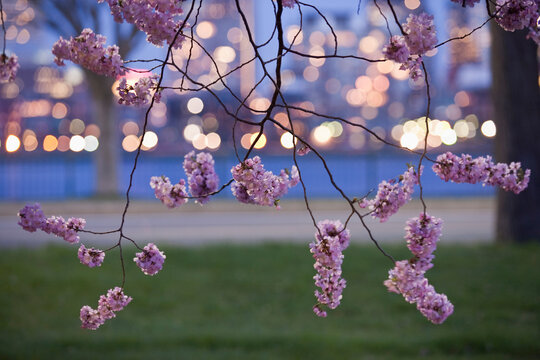 Blooming cherry tree at the riverside, Charles River