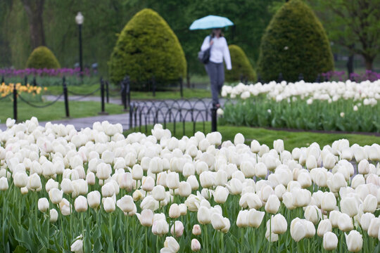 White tulips in a garden, Boston Public Garden