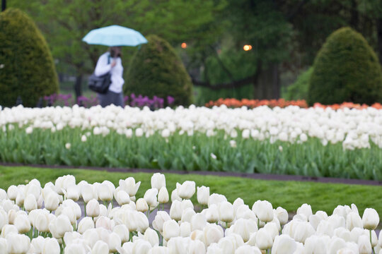 White tulips in a garden, Boston Public Garden