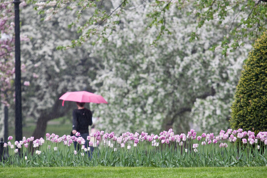 Tourist near tulips in a garden, Boston Public Garden
